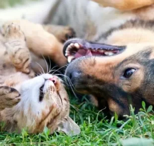 Cães, gatos e outros animais vertebrados não podem mais ser usados em testes para produtos cosméticos no Brasil.