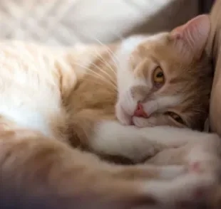 A insuficiência renal em gatos pode deixar o pet muito frágil nos estágios finais da doença