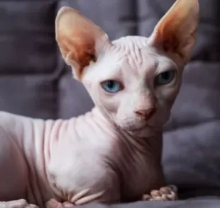 O Minskin tem uma aparência bem parecida com a do gato Sphynx