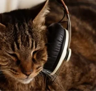  Qual o estilo de música para gato dormir? Descubra o som ideal para deixar o gato relaxado!