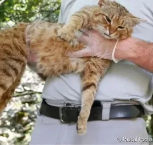 O gato raposa é um felino misterioso que vive na Ilha de Córsega