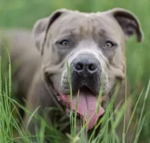 O Pitbull e o Yorkshire são cachorros Terriers com forte instinto de proteção
