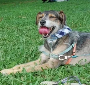 A língua de cachorro ou gato pode deixar qualquer foto mais fofa, e a Caju é a prova disso!