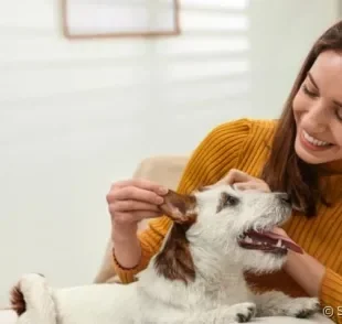 Quando o assunto é como fazer carinho em cachorro, a delicadeza é fundamental!