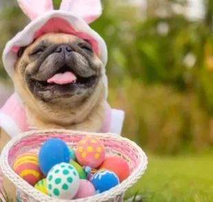 É possível preparar um ovo de páscoa para cachorro com ingrediente liberado