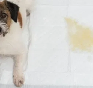  O tapete higiênico para cachorro é ideal para cuidar das necessidades fisiológicas do pet 