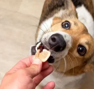  Complemente a dieta do pet com esse incrível biscoito canino que é prático e fácil 