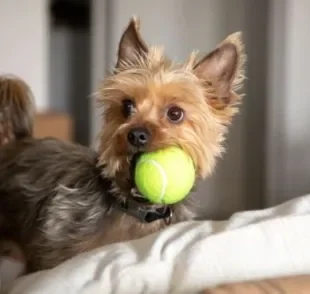 Bolinha de cachorro: cães costumam levar o brinquedo para o tutor por diferentes razões