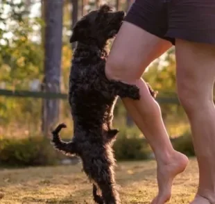O cachorro montando na perna do dono ou das visitas pode ter várias explicações