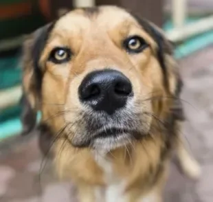  O focinho do cachorro gelado tem a ver com a regulação térmica do corpo 