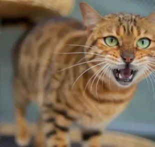 O gato miando de madrugada pode indicar que está incomodado com alguma coisa