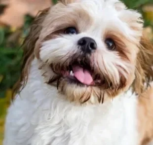 Cachorro menos inteligente: veja o ranking de inteligência desenvolvido por Stanley Coren