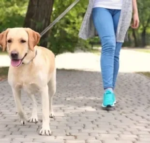 A coleira para cachorro e a guia são acessórios que não podem ser deixados de lado