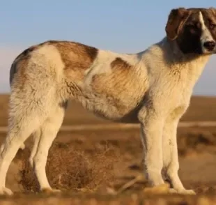 O Rafeiro do Alentejo é um cachorro de origem portuguesa de porte grande e personalidade forte