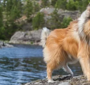 O Rough Collie é uma variação do cachorro Collie que possui pelos longos