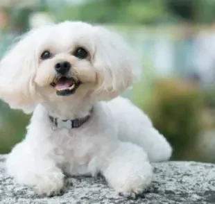  Já ouviu falar no Shih-Poo? Conheça esse pequeno cachorro híbrido entre o Shih Tzu e o Poodle 