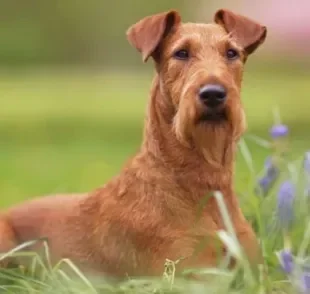 O Terrier Irlandês é um cão de porte médio e personalidade carismática