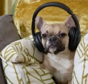  Afinal, qual o tipo de música para acalmar cachorro? Veja as playlists que separamos para você!
