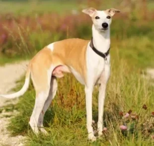 O Whippet é um cachorro de caça que faz parte do grupo Hound