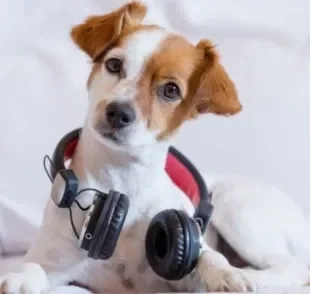 Nomes de cachorro podem ser variados e homenagear os seus cantores preferidos