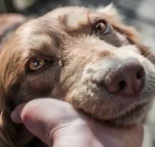 O amor de cachorro se manifesta de diferentes formas, basta saber interpretar os sinais