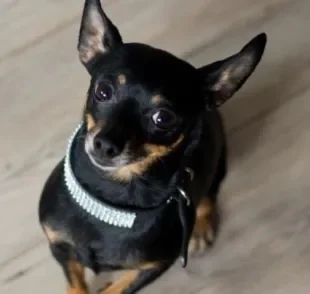  O Pinscher é o rei da tremedeira, mas nem sempre isso é sinônimo de bravura