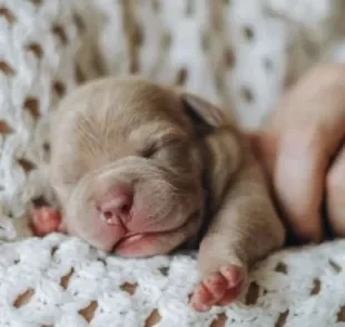 O cachorro recém-nascido precisa de uma série de cuidados com a higiene, alimentação e o ambiente