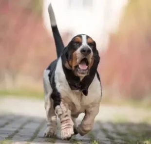 Cachorro com a mordida mais fraca do mundo: algumas raças não usam muita força ao morder