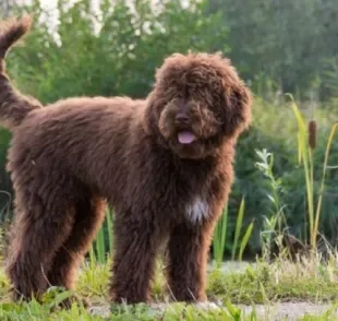 O Barbet é um cachorro de pelo cacheado que não é muito conhecido, mas é um bom cãopanheiro