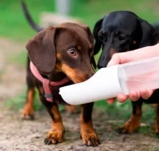 O bebedouro para cachorro portátil pode ser transportado para qualquer lugar e é ótimo para os passeios