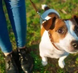  Andar na rua com cachorro ansioso pode ser um grande desafio 