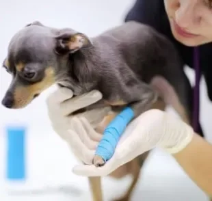 Para a pata de cachorro quebrada voltar ao normal, é preciso realizar terapias de reabilitação