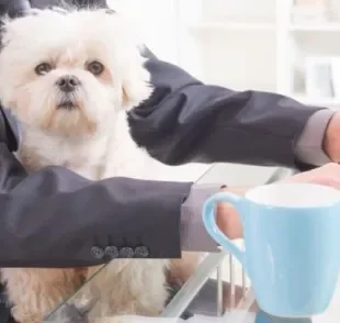  Receber os pets no trabalho pode ser divertido para o tutor e para a empresa!