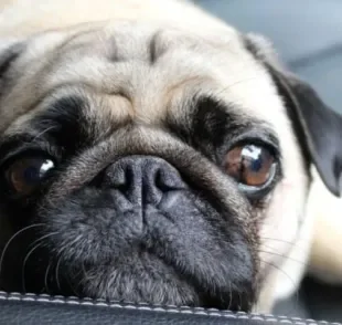  Entrópio em cães causa dores e inflamações na região ocular