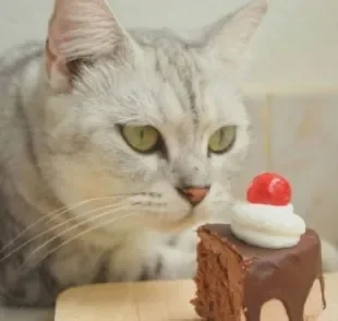Para quem pensa que gato pode comer chocolate, isso é um erro. Esse é um dos alimentos mais perigosos para os pets