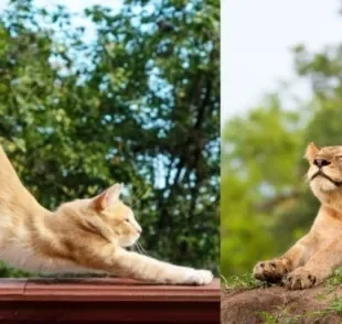 Gatos domésticos e grandes felinos têm mais em comum do que a gente pensa