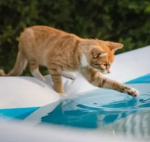 Não é porque gato não gosta de água que eles não sabem nadar, mas isso varia de animal para animal