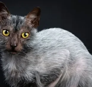  O Lykoi é um gato que parece um lobo que surgiu recentemente, mas não é tão raro 