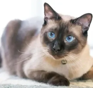 O gato Siamês é uma da raça muito inteligente e esperta, por isso deve ser sempre estimulada