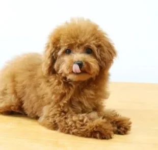 Dentre os cachorros inteligentes com porte pequeno, o Poodle tem grande destaque