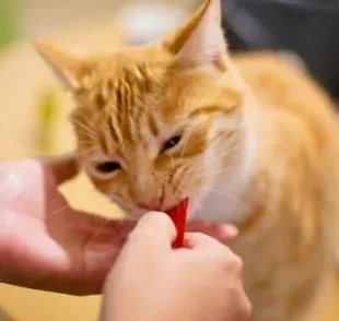 Os petiscos para gatos são ideais para mimar o animal no dia a dia, mas também podem ser incluídos em brincadeiras