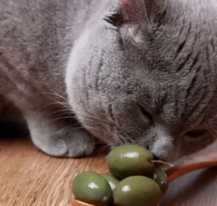 Gatos gostam de azeitona e podem ter comportamentos muito engraçados depois de cheirá-las