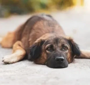 Na síndrome do cão nadador, a forma como o pet se locomove parece que ele está nadando