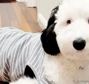 Raça do Snoopy é Beagle, mas essa cachorrinha parece bastante com o personagem!