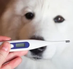 Como saber se o cachorro está com febre: descubra se o termômetro sem contato funciona