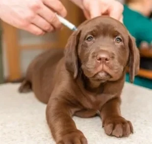  A primeira vacina no filhote de cachorro deve ser dada, preferencialmente, depois do vermífugo 
