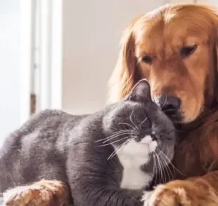 Descubra se você é um cachorro ou um gato!