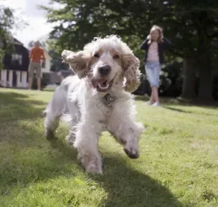 Passeio, comida ou você? Qual o grande amor da vida do seu cachorro?