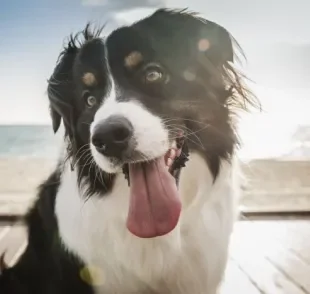 Seu cachorro é comunicativo? Descubra se o seu pet sabe expressar tudo