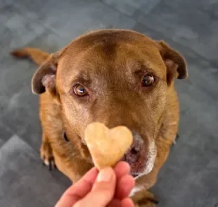 Seu cachorro precisa de um adestrador? Faça o teste!